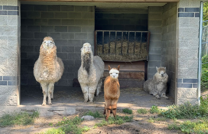Alpacas