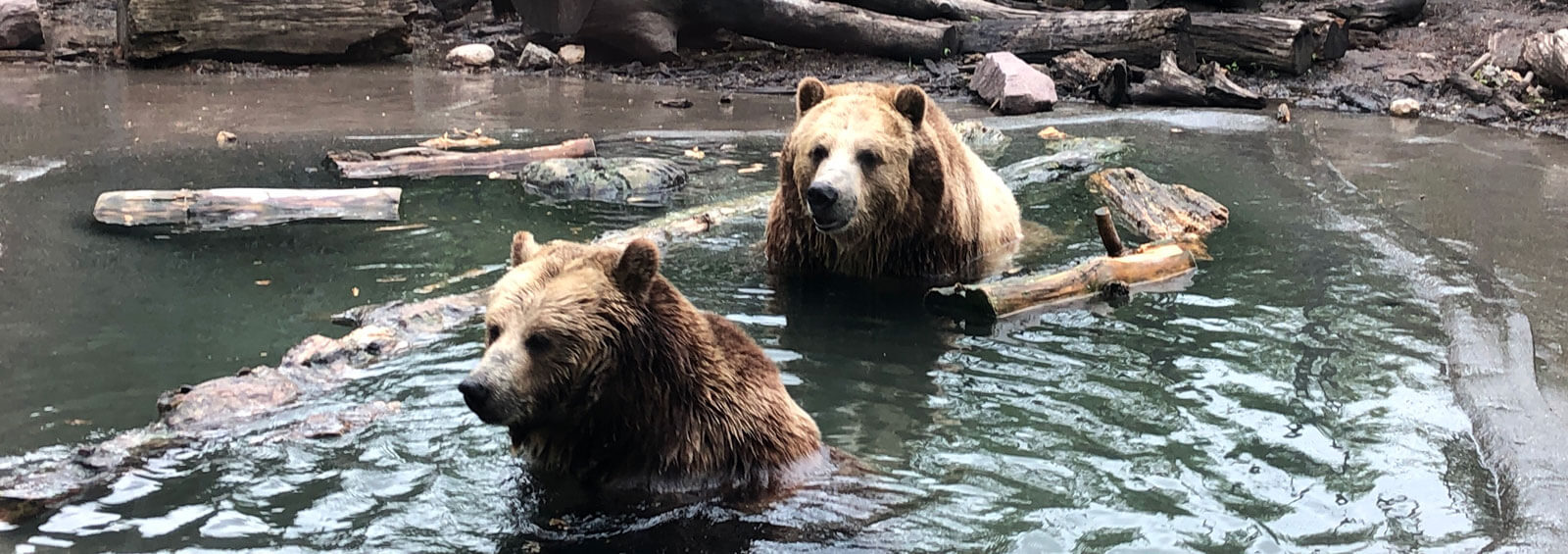 Bearsswimming