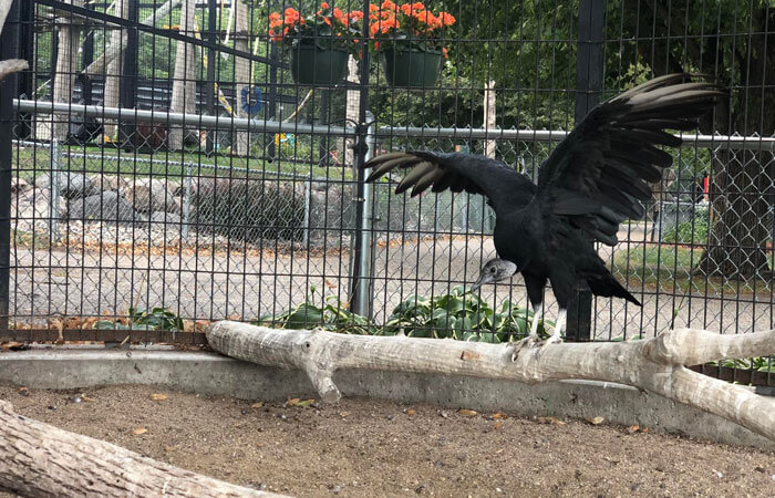 Birdwings
