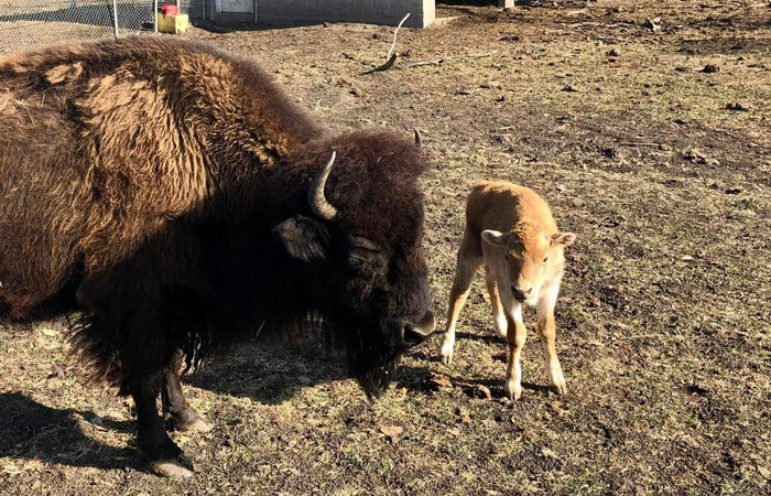 Bison With Calf