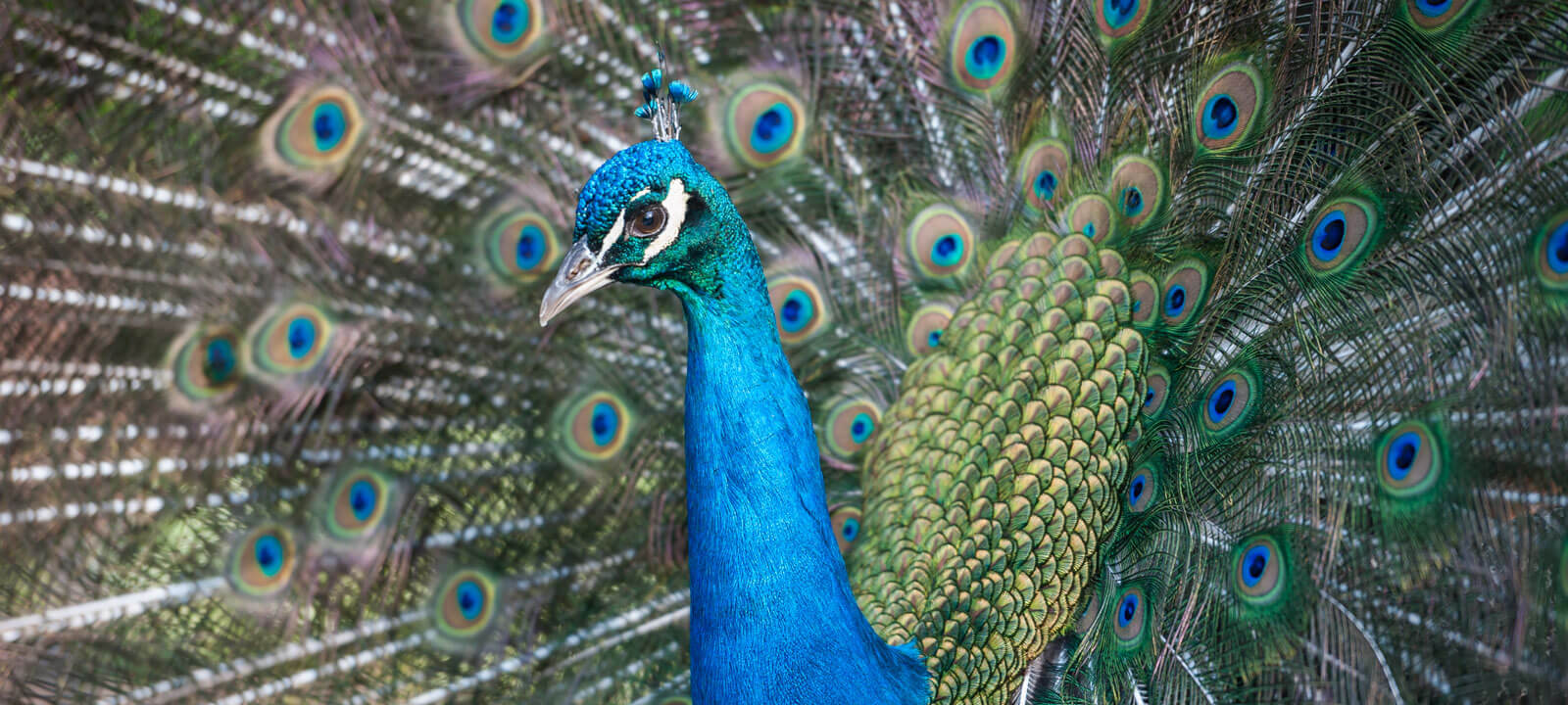 Chahinkapa Zoo Stills (7 Of 369)(1)