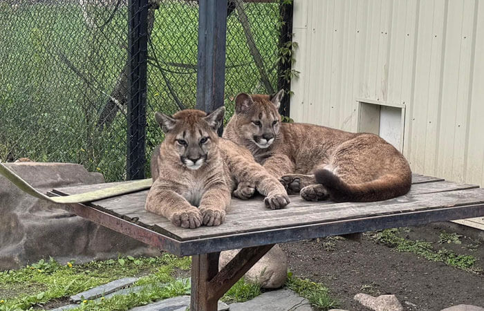 Cougar Cubs On Platform