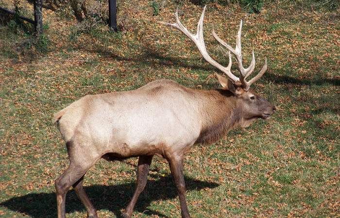 Elk