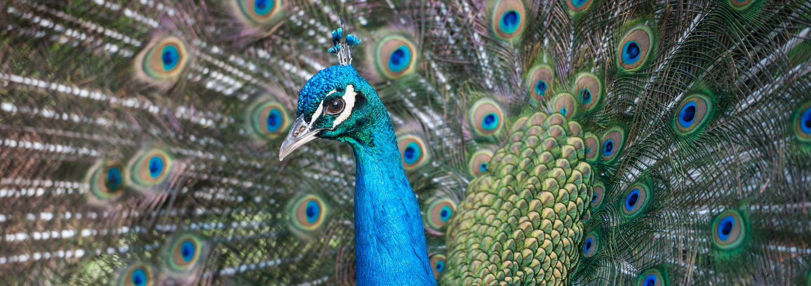 Ipbannerchahinkapa Zoo Stills (7 Of 369)(1)