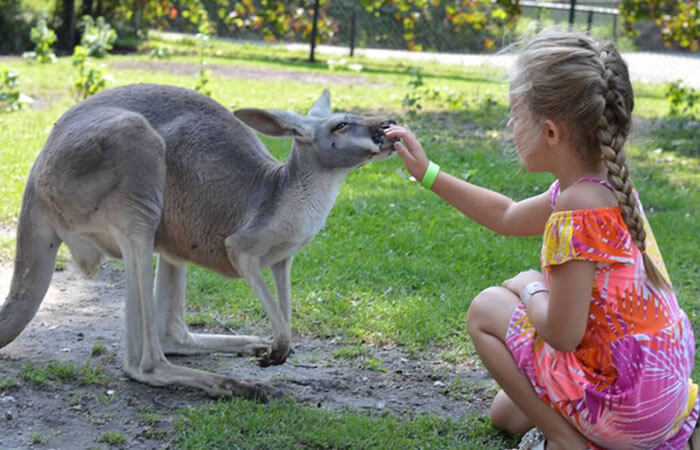 Kangaroo With Encounter