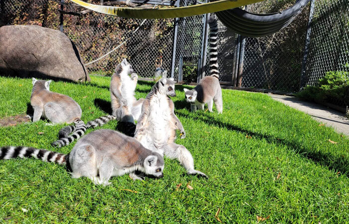Lemur Boys 
