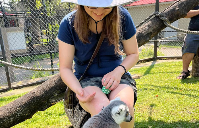 Meetthelemursfemalefeeding