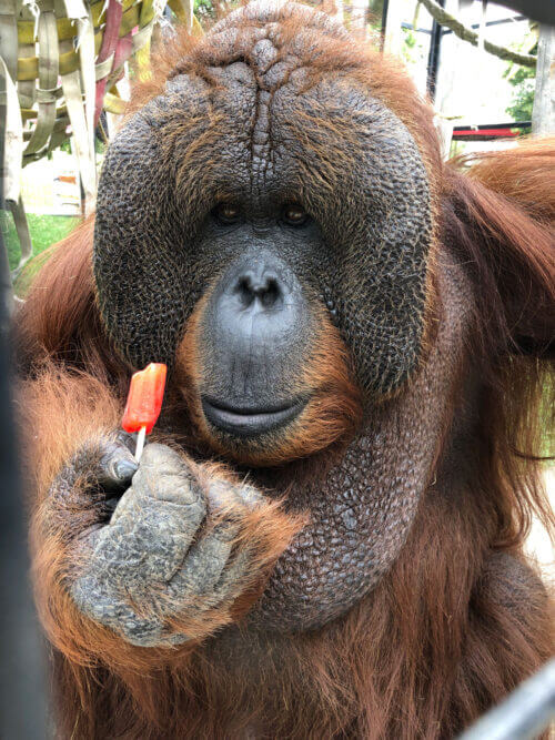 Orangutan Tal