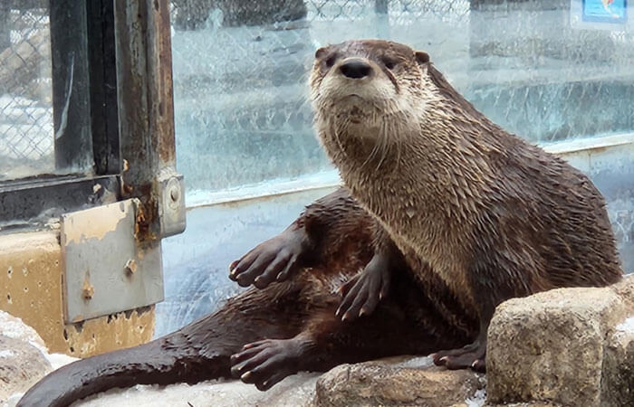 Otter Fran