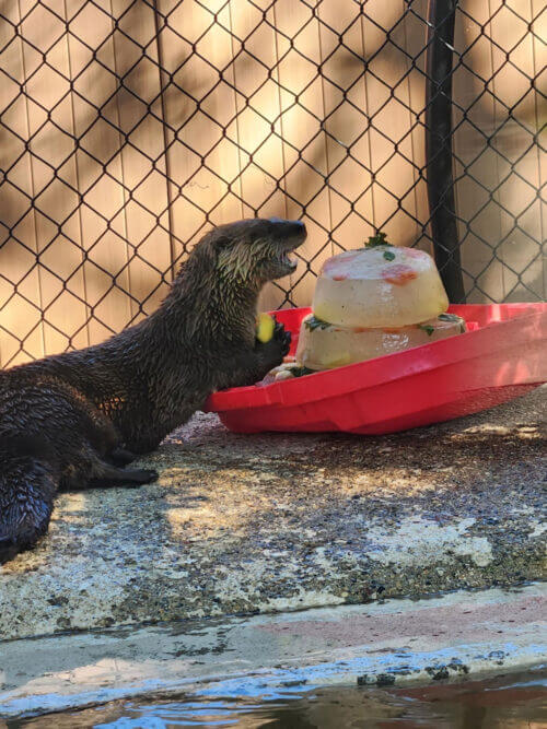 Otter With Cake