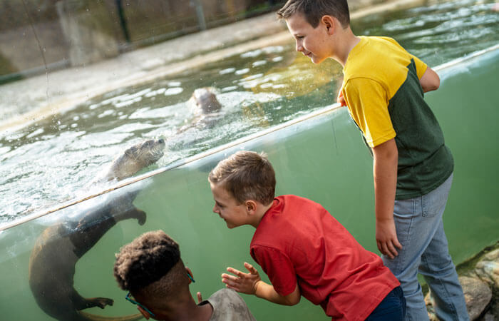Otters Up Close