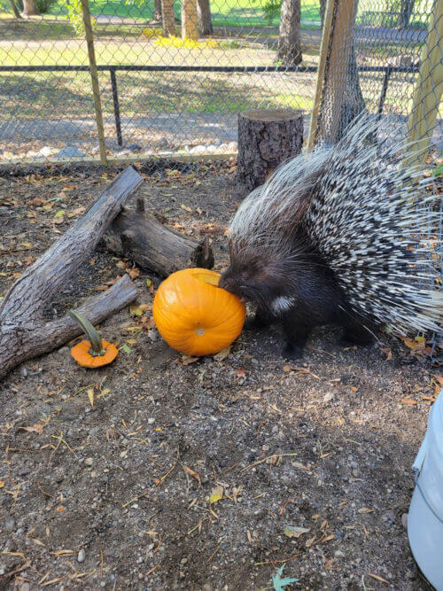 Porcupine With Pumpkin 2