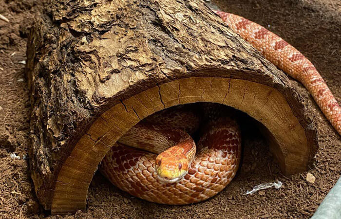 Redsnake