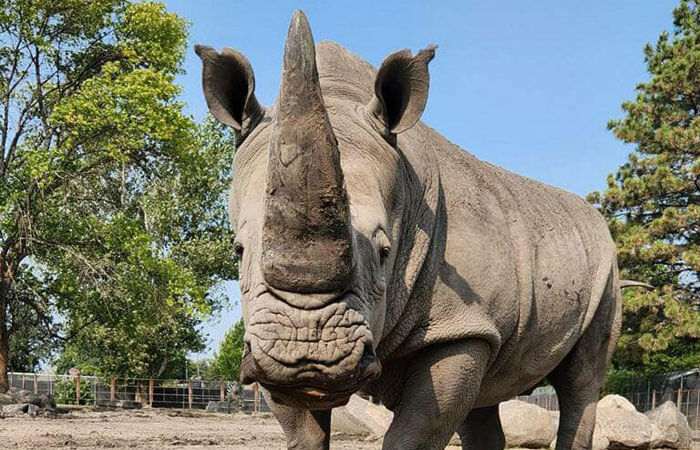 Rhino