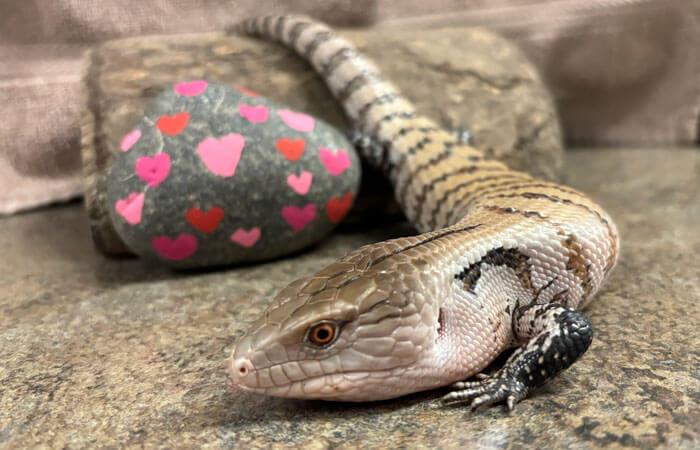 Skink Lyle