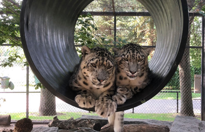 Snow Leopards In Tunnel