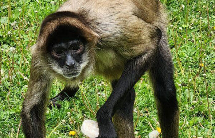 Spider Monkey Niko