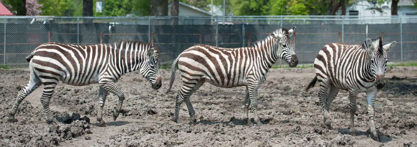 Threezebrasoutside