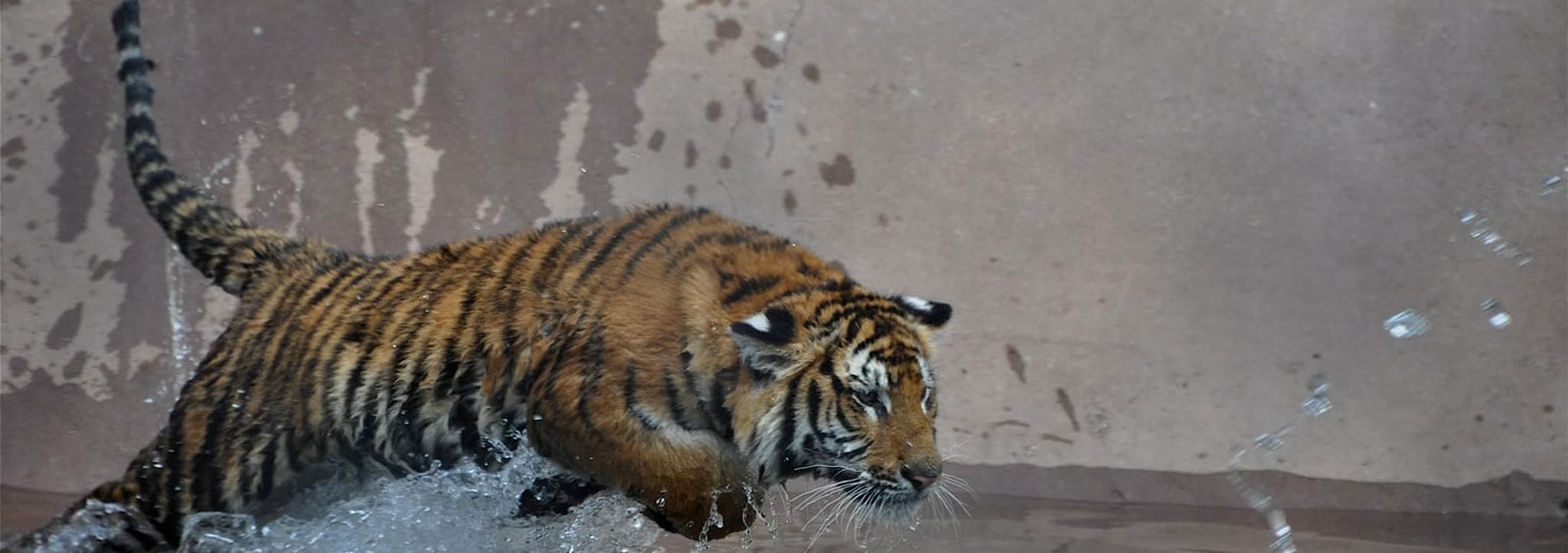 Tigeractionsplash