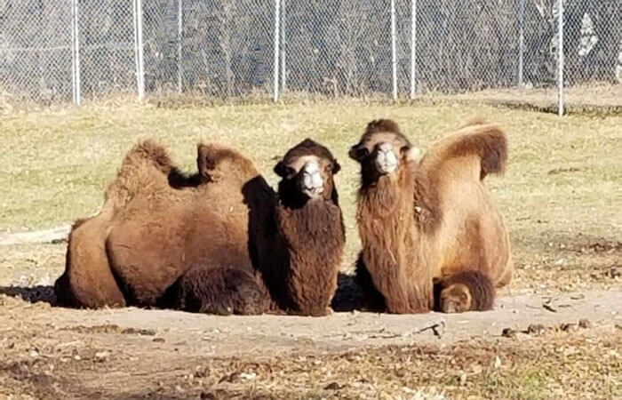 Twocamelsoutside