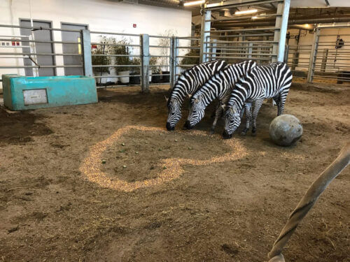 Zebraheartfeedindoor