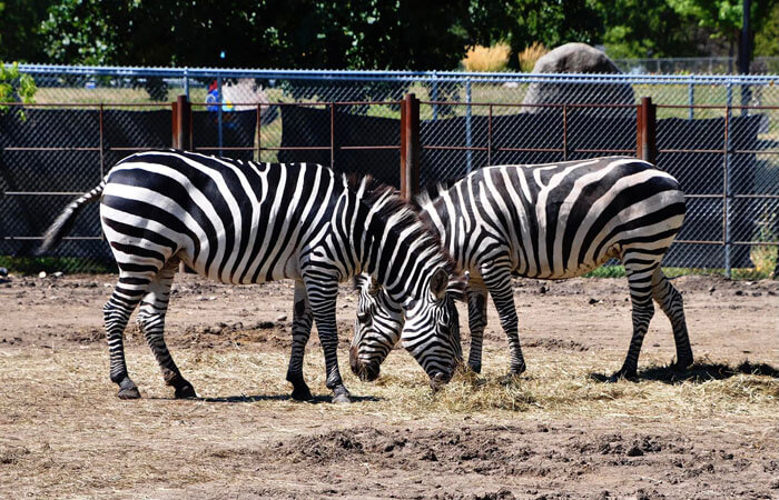 Zebrasgrazing
