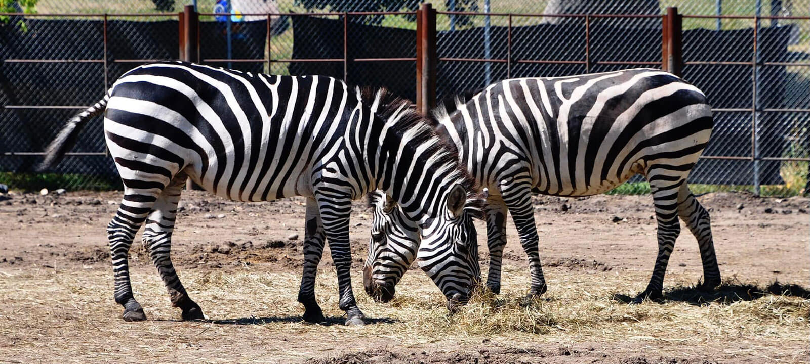 Bannerzebrasgrazing