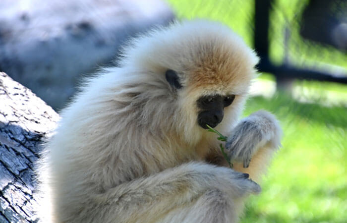 Monkeygibbon Poppy