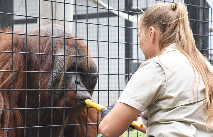 Orangutang