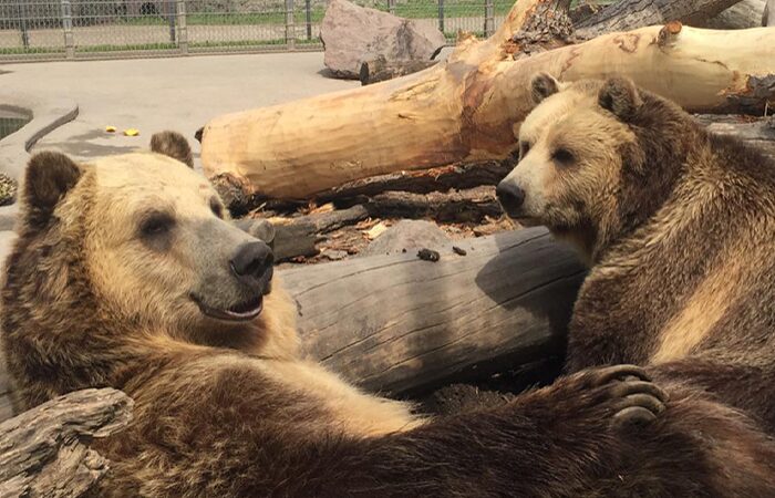 Bearbreakfast