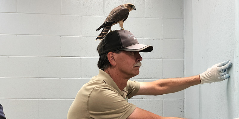 Bruce Falcon Resized