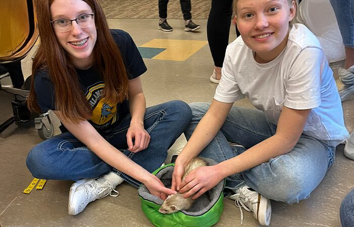 Ferret