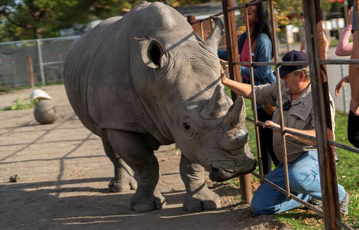 Rhinoatozclass