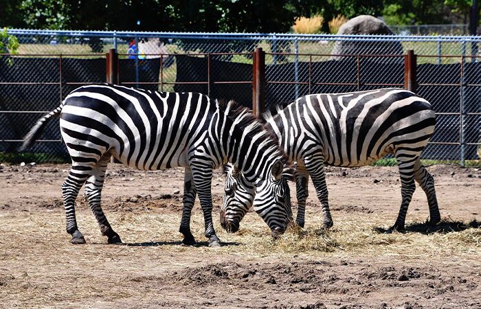 Zebragrazing