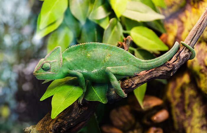 Chameleons