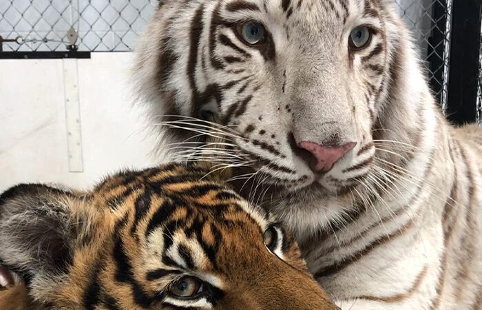 Paintingtiger