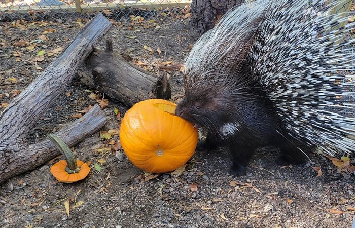 Pumpkin
