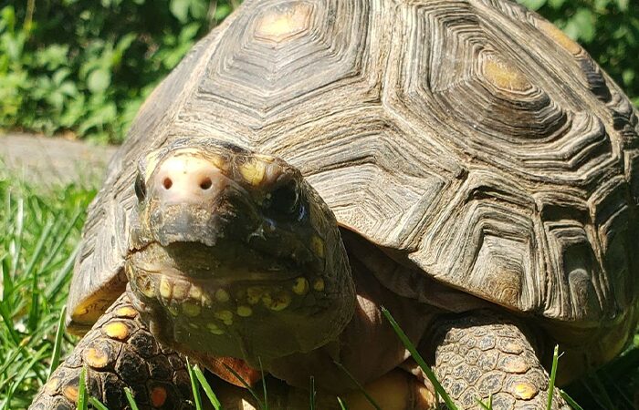 Tortoise