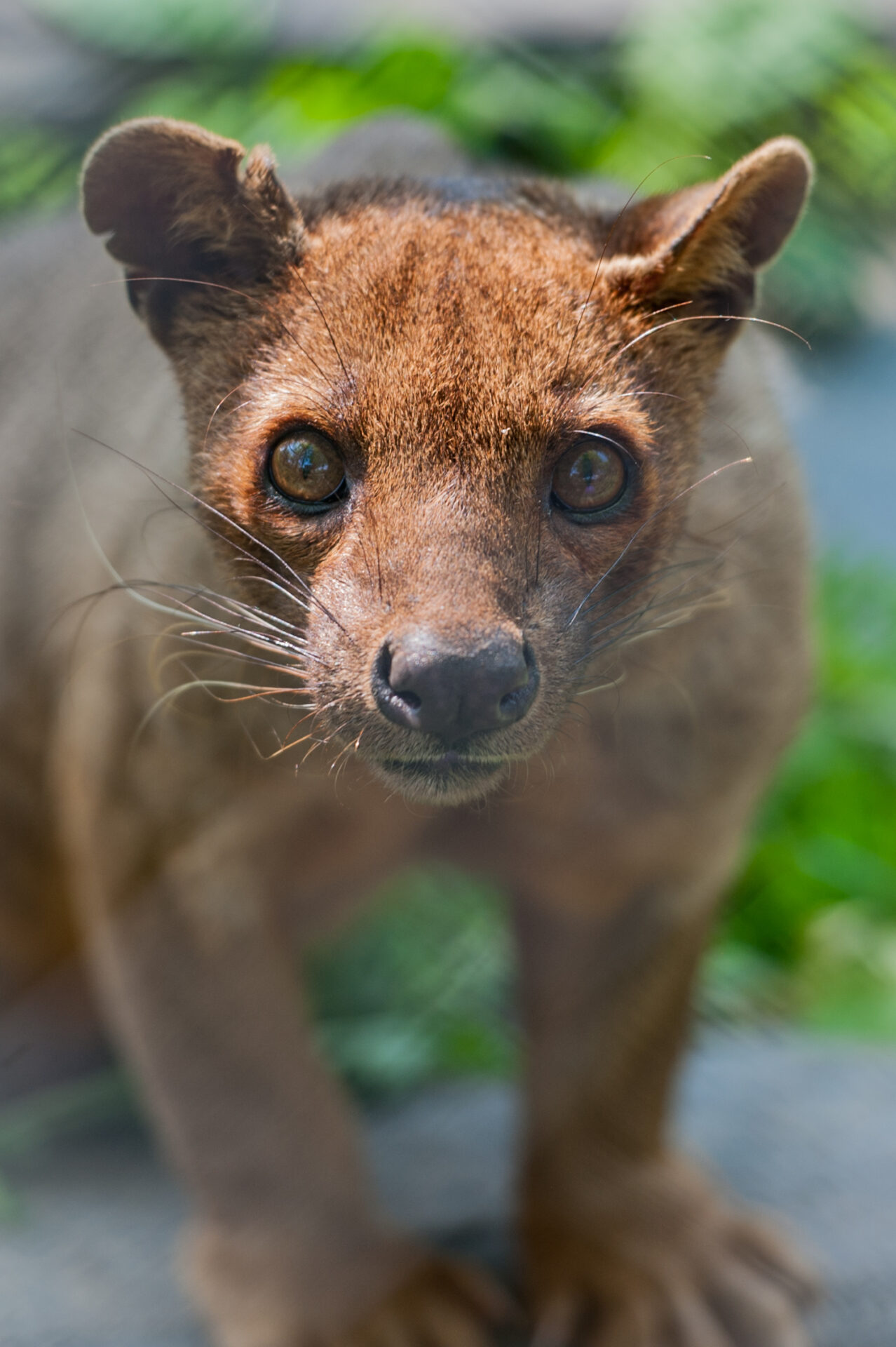 Chahinkapa Zoo Stills (89 Of 369)