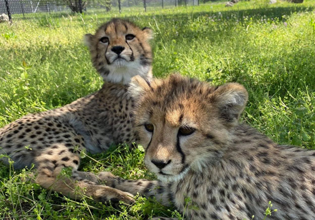 Cheetah Cubs
