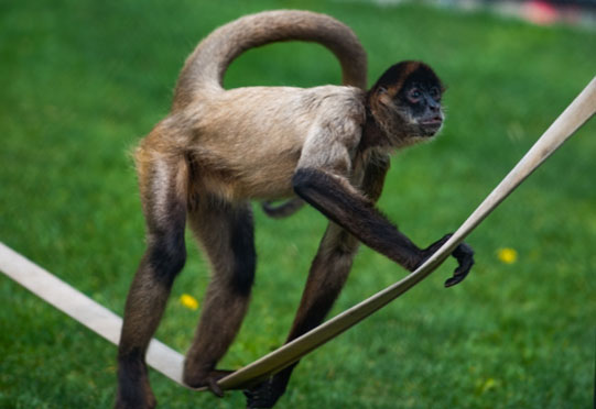 Spider Monkey