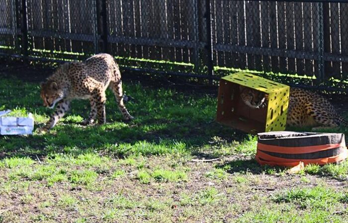 Enrichment snuffle mat
